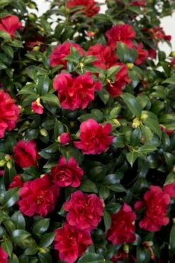 October Magic Ruby Camellia - 7 Gallon Pot 10 October Magic Ruby Camellia - 7 Gallon Pot -Green Haven Shop Camellia October Magic Ruby 27 1
