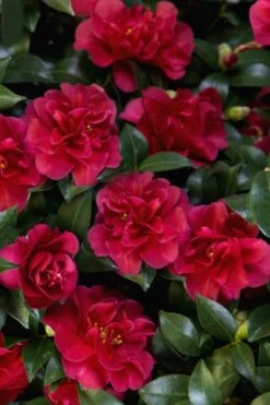 October Magic Ruby Camellia - 7 Gallon Pot 11 October Magic Ruby Camellia - 7 Gallon Pot -Green Haven Shop Camellia October Magic Ruby 28 1