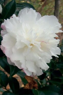 October Magic Snow Camellia - 2 Gallon Pot