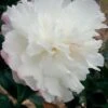 October Magic Snow Camellia - 1 Gallon Pot