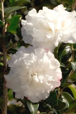 October Magic Snow Camellia - 3 Gallon Pot -Green Haven Shop Camellia October Magic Snow 500x750 1