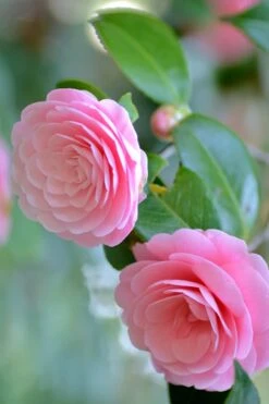 Otome Pink Camellia Japonica - 1 Gallon Pot 9 Otome Pink Camellia Japonica - 1 Gallon Pot -Green Haven Shop Camellia Otome 1