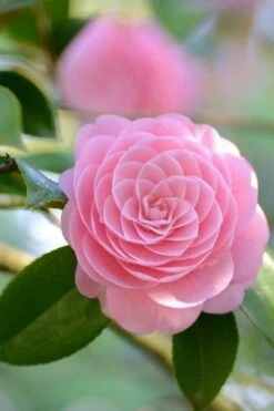 Otome Pink Camellia Japonica - 1 Gallon Pot 8 Otome Pink Camellia Japonica - 1 Gallon Pot -Green Haven Shop Camellia Otome 2