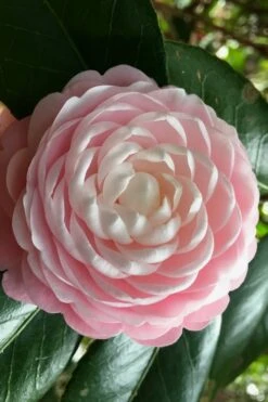 Pink Perfection Camellia Japonica - 2 Gallon Pot