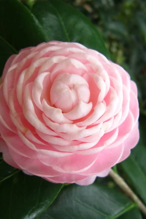 Pink Perfection Camellia Japonica - 2 Gallon Pot 4 Pink Perfection Camellia Japonica - 2 Gallon Pot - Image 4