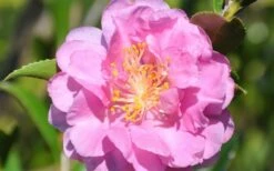 Pink Stella Camellia Sasanqua - 2 Gallon Pot 7 Pink Stella Camellia Sasanqua - 2 Gallon Pot -Green Haven Shop Camellia Pink Stella