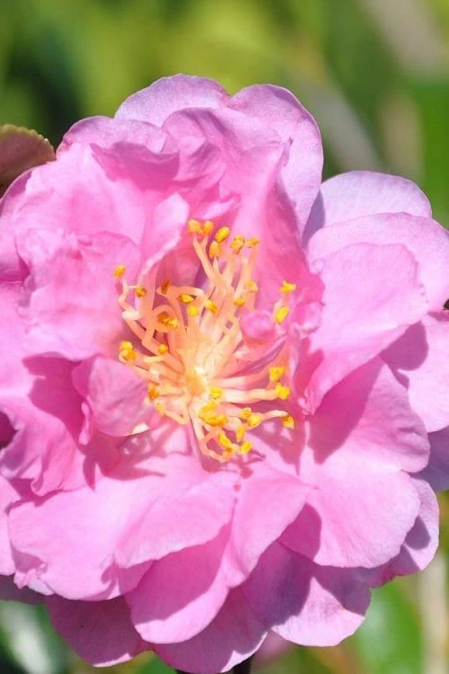 Pink Stella Camellia Sasanqua - 2 Gallon Pot 1 Pink Stella Camellia Sasanqua - 2 Gallon Pot