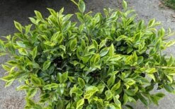 Royal Flush Shi Shi Variegated Camellia Sasanqua - 1 Gallon Pot -Green Haven Shop Camellia Royal Flush Shi Shi 2 1