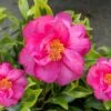 Royal Flush Shi Shi Variegated Camellia Sasanqua - 1 Gallon Pot