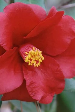 Royal Velvet Red Camellia Japonica - 7 Gallon Pot -Green Haven Shop Camellia Royal Velvet 2 1