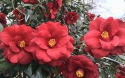 Royal Velvet Red Camellia Japonica - 3 Gallon Pot -Green Haven Shop Camellia Royal Velvet 3