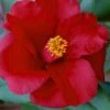 Royal Velvet Red Camellia Japonica - 3 Gallon Pot