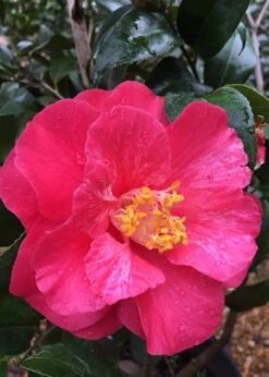 Rutledge Minnix Camellia Japonica - 3 Gallon Pot -Green Haven Shop Camellia Rutledge Minnix 2