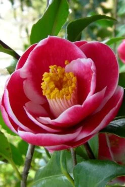 Sadaharu Oh Camellia - 7 Gallon Pot (3-4') -Green Haven Shop Camellia Sadaharu Oh 6