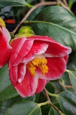 Sadaharu Oh Camellia - 7 Gallon Pot (3-4') -Green Haven Shop Camellia Sadaharu Oh 7