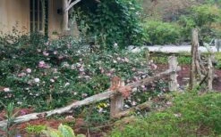 Sarrel Dwarf Camellia Sasanqua - 1 Gallon Pot -Green Haven Shop Camellia Sarrel 5