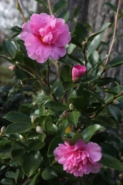 Showa No Sakae Dwarf Camellia Sasanqua - 3 Gallon Pot -Green Haven Shop Camellia Showa No Sakae 12 1