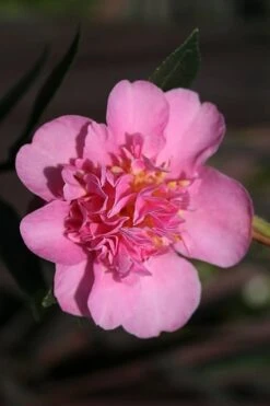 Showa No Sakae Dwarf Camellia Sasanqua - 3 Gallon Pot -Green Haven Shop Camellia Showa No Sakae 13 1