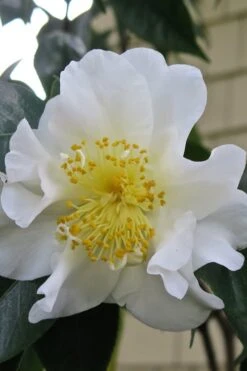 Silver Waves Camellia Japonica - 3 Gallon Pot -Green Haven Shop Camellia Silver Waves 6
