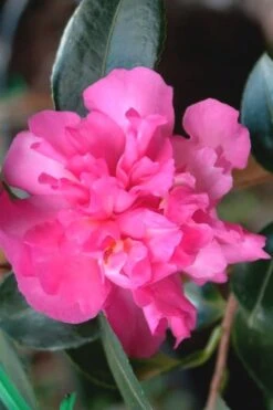 Sparkling Burgundy Camellia Sasanqua - 1 Gallon Pot -Green Haven Shop Camellia Sparkling Burgundy 21