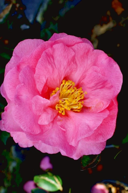 Stephanie Golden Dwarf Camellia Sasanqua - 3 Gallon Pot 5 Stephanie Golden Dwarf Camellia Sasanqua - 3 Gallon Pot - Image 5