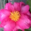 Stephanie Golden Dwarf Camellia Sasanqua - 1 Gallon Pot