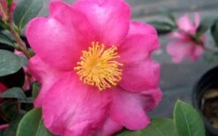 Stephanie Golden Dwarf Camellia Sasanqua - 1 Gallon Pot -Green Haven Shop Camellia Stephanie Golden Closeup Flower