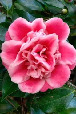 Tama Bambino Camellia Japonica - 3 Gallon Pot 13 Tama Bambino Camellia Japonica - 3 Gallon Pot -Green Haven Shop Camellia Tama Bambino 1