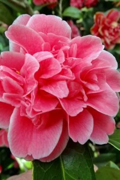 Tama Bambino Camellia Japonica - 3 Gallon Pot 11 Tama Bambino Camellia Japonica - 3 Gallon Pot -Green Haven Shop Camellia Tama Bambino 10
