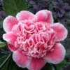Tama Bambino Camellia Japonica - 3 Gallon Pot