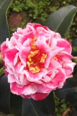 Tama Bambino Camellia Japonica - 3 Gallon Pot 12 Tama Bambino Camellia Japonica - 3 Gallon Pot -Green Haven Shop Camellia Tama Bambino 2