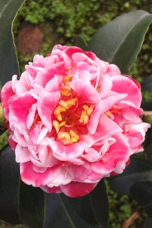 Tama Bambino Camellia Japonica - 3 Gallon Pot 6 Tama Bambino Camellia Japonica - 3 Gallon Pot - Image 6
