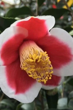 Tama No Ura Weeping Camellia Japonica - 1 Gallon Pot -Green Haven Shop Camellia Tama No Ura 1