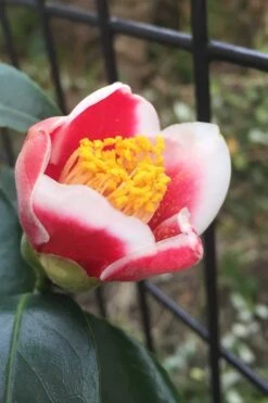 Tama No Ura Weeping Camellia Japonica - 1 Gallon Pot -Green Haven Shop Camellia Tama No Ura 4