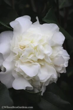 White Debutante Camellia Japonica - 3 Gallon Pot 11 White Debutante Camellia Japonica - 3 Gallon Pot -Green Haven Shop Camellia White Debutante 22