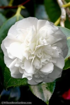 White Debutante Camellia Japonica - 3 Gallon Pot 10 White Debutante Camellia Japonica - 3 Gallon Pot -Green Haven Shop Camellia White Debutante 5