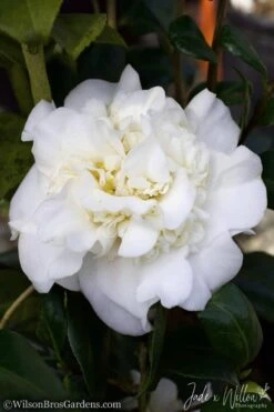 White Debutante Camellia Japonica - 3 Gallon Pot 9 White Debutante Camellia Japonica - 3 Gallon Pot -Green Haven Shop Camellia White Debutante JW 2