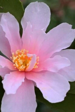 Winter's Toughie Cold Hardy Camellia - 3 Gallon Pot 9 Winter's Toughie Cold Hardy Camellia - 3 Gallon Pot -Green Haven Shop Camellia Winters Toughie 3 1