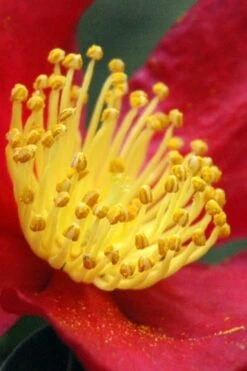 Yuletide Camellia Sasanqua - 7 Gallon Pot (3-4') -Green Haven Shop Camellia Yuletide 30