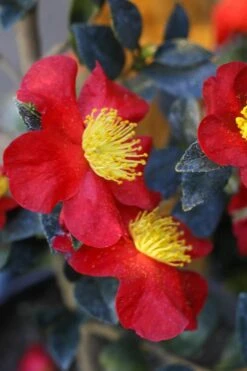 Yuletide Camellia Sasanqua - 7 Gallon Pot (3-4') -Green Haven Shop Camellia Yuletide 32