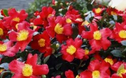 Yuletide Camellia Sasanqua - 7 Gallon Pot (3-4') -Green Haven Shop Camellia Yuletide 34