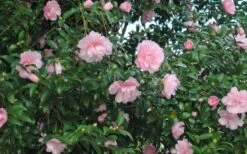 Cotton Candy Camellia Sasanqua - 1 Gallon Pot -Green Haven Shop CamelliaCottonCandy 2 1