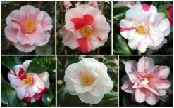 Lady Vansittart Multicolor Camellia Japonica - 3 Gallon Pot -Green Haven Shop CamelliaLadyVasittart 2