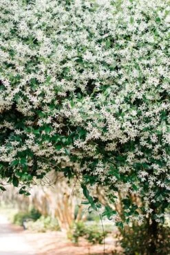 Madison Confederate Jasmine - 2 Gallon Pot -Green Haven Shop Campsis Madame Galen 18 1