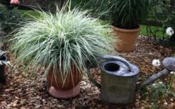 Evercolor Everest Carex - 1 Gallon Pot -Green Haven Shop Carex Evercolr Everest 1