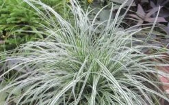 Evercolor Everest Carex - 1 Gallon Pot -Green Haven Shop Carex Evercolr Everest 2