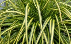 Evercolor Eversheen Carex - 5 Pack Of Quart Pots -Green Haven Shop Carex Eversheen 1 1