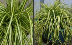 Evercolor Eversheen Carex - 5 Pack Of Quart Pots -Green Haven Shop Carex Eversheen 2 1