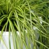 Evercolor Eversheen Carex - 10 Pack Of Quart Pots