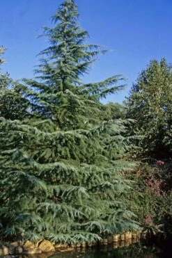 Deodar Cedar Tree - 6 Pack Of 1 Gallon Pots -Green Haven Shop Cedar Deodar 23